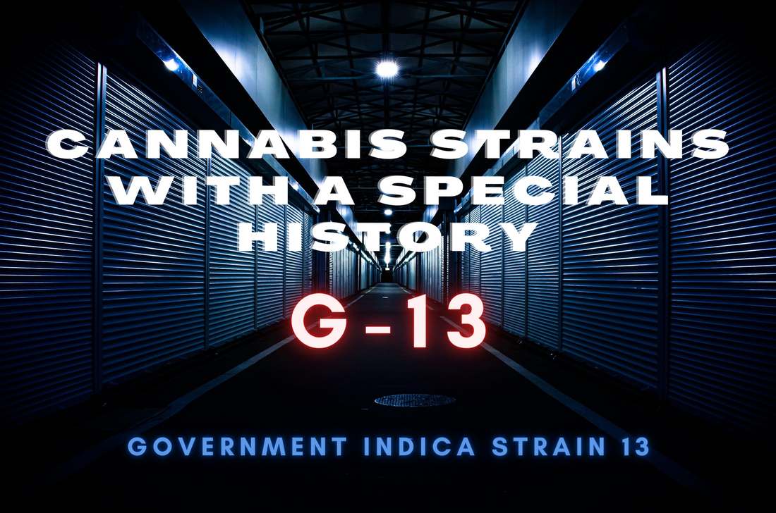 Cannabis Strains with a Special History: G-13