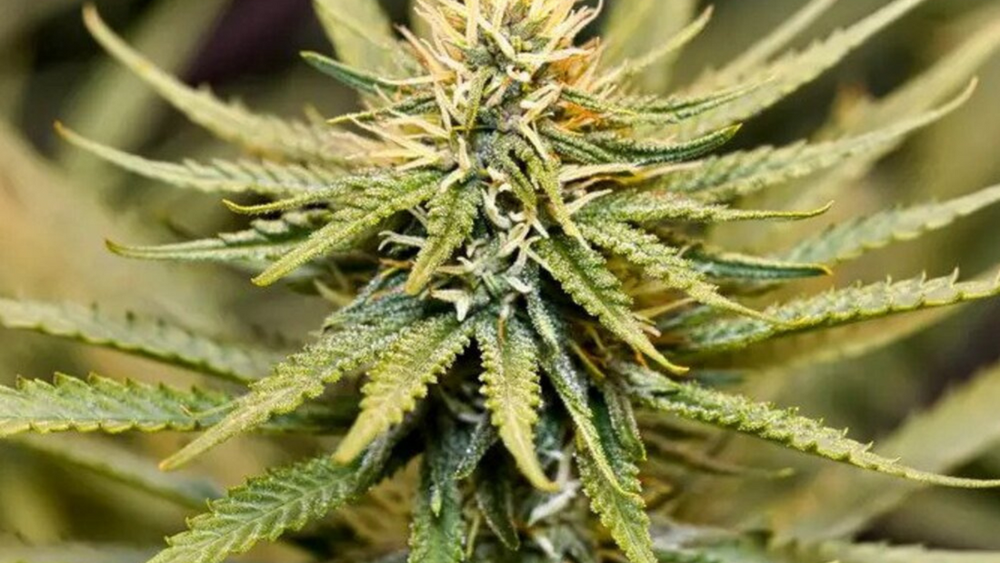 Easy Cannabis strains to grow for beginners