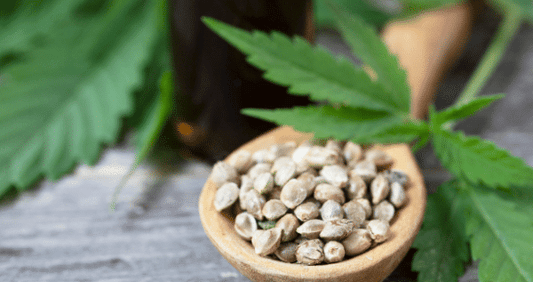 Growing marijuana: Learn about seeds & strains