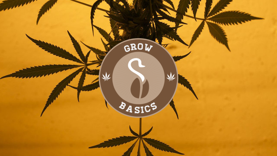 Marijuana:How to Grow?-Certification Course Online