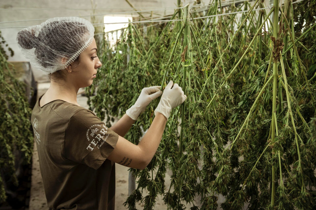 How to Get a Cannabis Industry Job Before 4/20