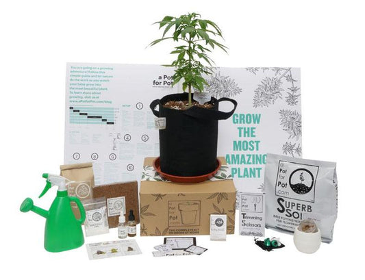 Box Contents:   Grow Guide $40 Seed Coupon (see below for details) 2 Gallon Fabric Pot Pot Drain Saucer Seed Germination Kit Superb Soil Beneficial Bacteria Diatomaceous Earth Aeration Top Soil Mix Coco Brick Rooting Booster Smartphone Camera Lenses Natural Leaf Shine Watering Can / Spray Bottle Trimming Scissors
