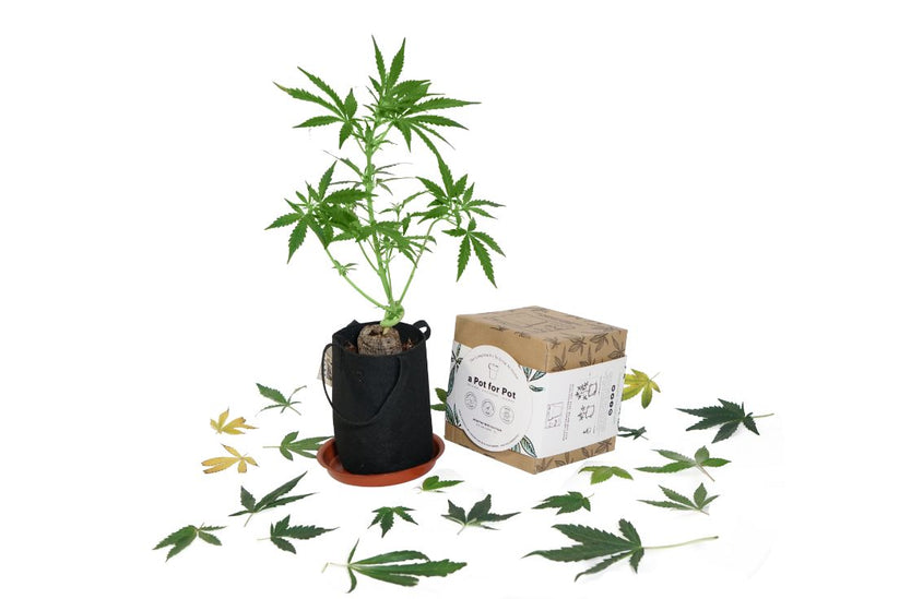 Mini Complete Pot Grow Kit 12 Gallon Mary Jane Toolbox 