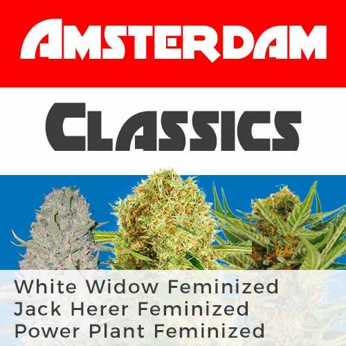 White Widow feminized marijuana seeds 
Power Plant-strain- feminized cannabis 
Jack Herer feminized