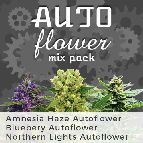 Amnesia Haze Autoflower
Blueberry Autoflower
Northern Lights Autoflower