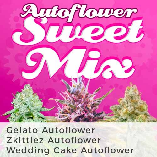 Zkittlez, Gelato, Wedding Cake Autoflower seeds