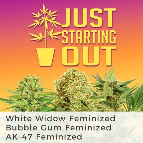 White Widow feminized
AK-47)-feminized marijuana seeds
Bubble Gum feminized

