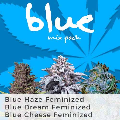 Blue Haze strain feminized
Blue Dream feminized
Blue Cheese feminized