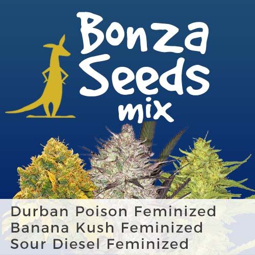 Durban Poison (fem)
Banana Kush (fem)
Sour Diesel (fem)
