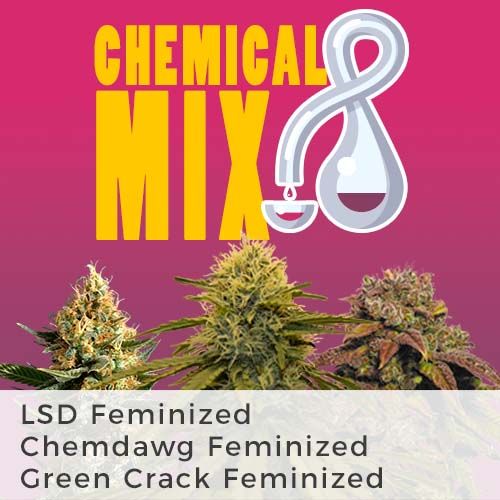 Chemdawg strain fem
LSD strain marijuana seeds feminized
Green Crack strain fem
