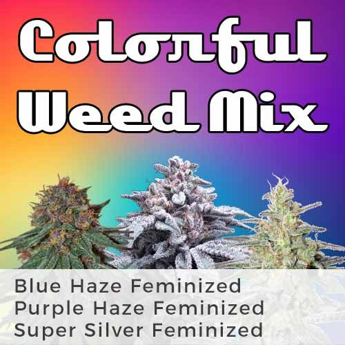 Purple Haze strain-  feminized marijuana seeds
Blue Haze-feminized seeds
Super Silver strain -Haze fem