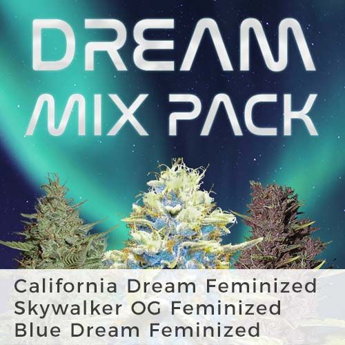 Blue Dream seed
California Dream strain
Skywalker OG marijuana seeds
