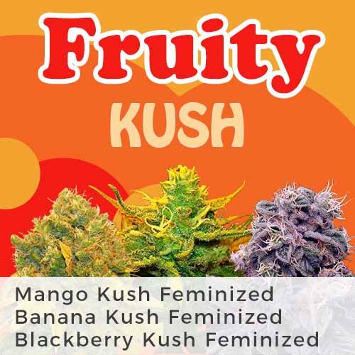 Banana Kush strain Mango Kush feminized
Blackberry Kush strain-feminized seeds