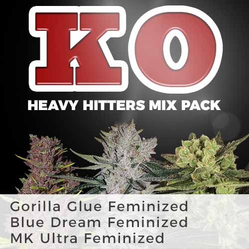 Blue Dream feminized
Gorilla Glue feminized
MK Ultra feminized