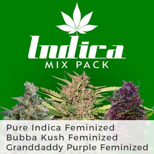 Pure indica feminized
Grand Daddy Purple fem
Bubba Kush feminized weed seeds
