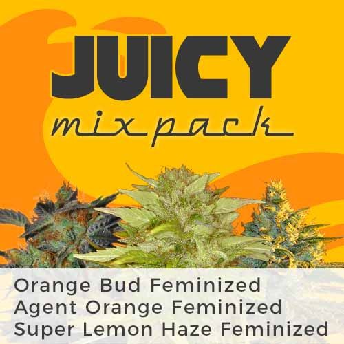 Orange Bud strain feminized
Super Lemon Haze strain feminized
Agent Orange strain feminized
