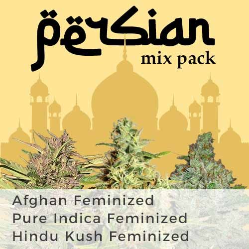 Hindu Kush strain feminized
Afghan strain feminized
Pure indica strain feminized