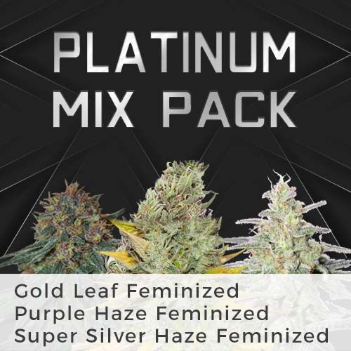 Gold Leaf strain feminized
Super Silver Haze strain fem
Purple Haze strain feminized