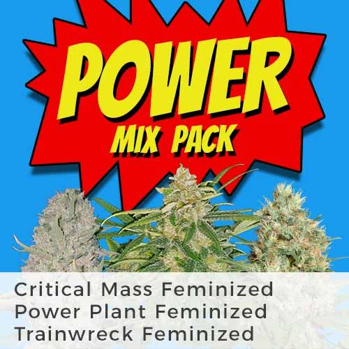 Power Plant feminized
Critical Mass feminized
Trainwreck feminized