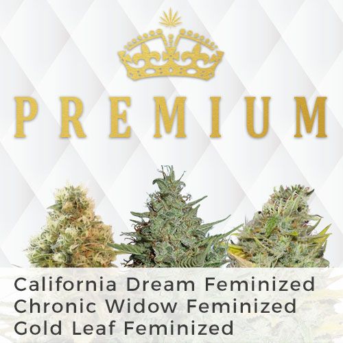 Gold Leaf feminized
California Dream feminized
Chronic Widow feminized

Feminized seeds