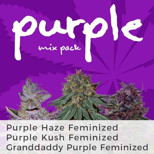 Grand Daddy Purple strain fem
Purple Haze strain feminized
Purple Kush strain feminized