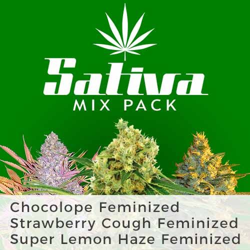 Super Lemon Haze cannabis seeds strain fem
Strawberry Cough strainfem
Chocolope strain feminized