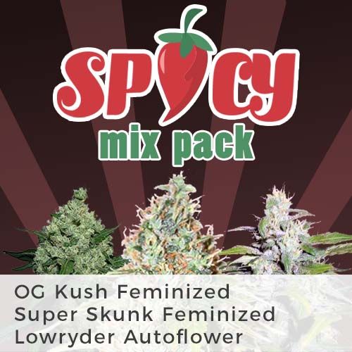 Lowryder strain seeds Autoflower
OG Kush feminized seeds
Super Skunk strain feminized