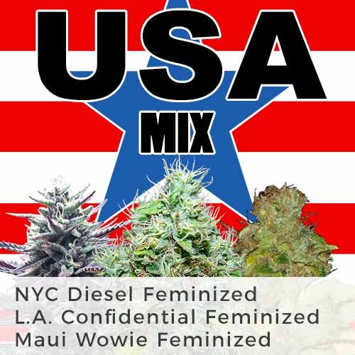 LA Confidential strain-feminized seeds
Maui Wowie feminized
NYC Diesel feminized
