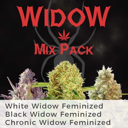 White Widow feminized
Chronic Widow feminized
Black Widow feminized
Marijuana seeds 
